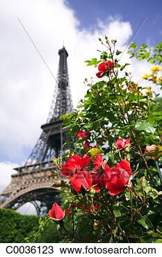 Stock Photo - low angle of a 
blooming rose 
bush in paris 
with the eiffel 
tower in. fotosearch 
- search stock 
photos, pictures, 
images, and photo 
clipart