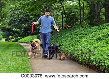 Stock Photo - a man struggles 
as he walks three 
dogs down the 
sidewalk. fotosearch 
- search stock 
photos, pictures, 
images, and photo 
clipart