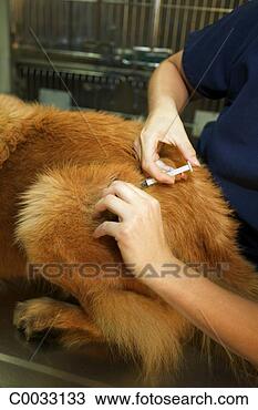 Stock Photo - a vet tech pulls 
back a dog’s fur 
at an injection 
site for a vaccine. 
fotosearch - search 
stock photos, 
pictures, images, 
and photo clipart
