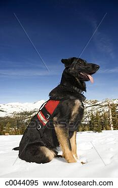 stock image ski patrol search and rescue dogfotosearch search stock photos 