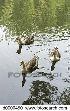 Stock Photography - geese in water. 
fotosearch - search 
stock photos, 
pictures, images, 
and photo clipart