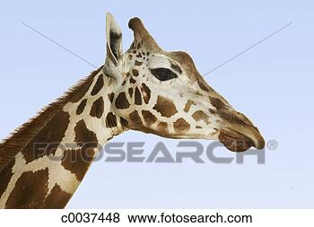 Stock Photo - giraffe head. 
fotosearch - search 
stock photos, 
pictures, images, 
and photo clipart