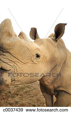 Stock Photograph - head of a rhino. 
fotosearch - search 
stock photos, 
pictures, images, 
and photo clipart