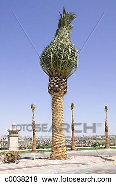 Stock Photo - landscaping palm 
tree. fotosearch 
- search stock 
photos, pictures, 
images, and photo 
clipart