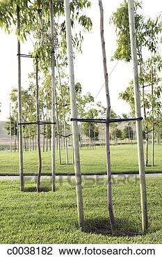 Stock Photo - newly planted 
trees with stabilizing 
stakes in a park. 
fotosearch - search 
stock photos, 
pictures, images, 
and photo clipart
