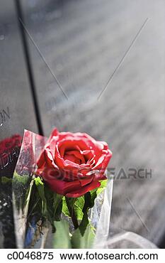 Stock Image - red rose placed 
by the vietnam 
war memorial. 
fotosearch - search 
stock photos, 
pictures, images, 
and photo clipart