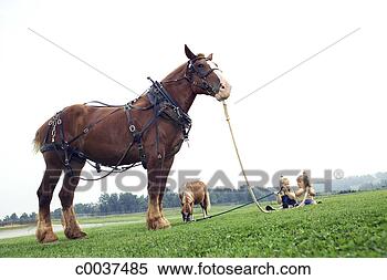 Stock Image - two little girls 
holding reins 
of clydesdale 
horse and shetland 
pony. fotosearch 
- search stock 
photos, pictures, 
images, and photo 
clipart