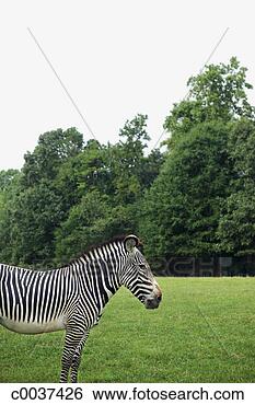Stock Photo - zebra in a pasture. 
fotosearch - search 
stock photos, 
pictures, images, 
and photo clipart