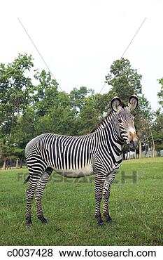 Stock Photo - zebra in a pasture. 
fotosearch - search 
stock photos, 
pictures, images, 
and photo clipart