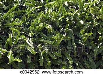 Stock Photo - green leaves on 
a plant during 
spring. fotosearch 
- search stock 
photos, pictures, 
images, and photo 
clipart