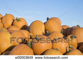 Stock Photograph - pile of pumpkins. 
fotosearch - search 
stock photos, 
pictures, images, 
and photo clipart