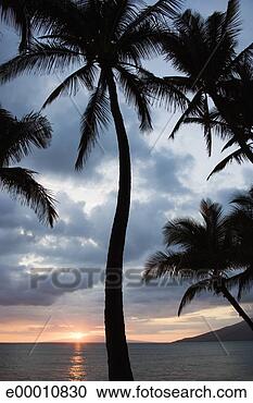 Stock Photography - palm trees, maui, 
hawaii, usa. fotosearch 
- search stock 
photos, pictures, 
images, and photo 
clipart