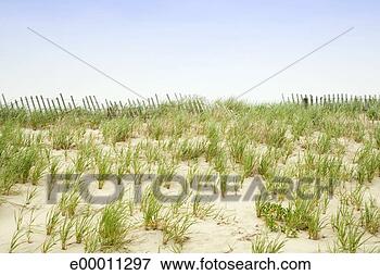 Picture - grassy beach. 
fotosearch - search 
stock photos, 
pictures, images, 
and photo clipart