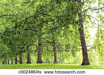 Stock Photo - trees line greenway 
of st james park 
in london, england. 
fotosearch - search 
stock photos, 
pictures, images, 
and photo clipart