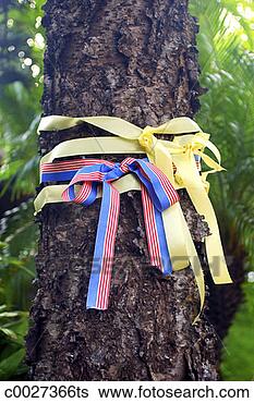 Stock Photo - yellow ribbons 
and red and blue 
ribbons tied around 
a tree to signify. 
fotosearch - search 
stock photos, 
pictures, images, 
and photo clipart