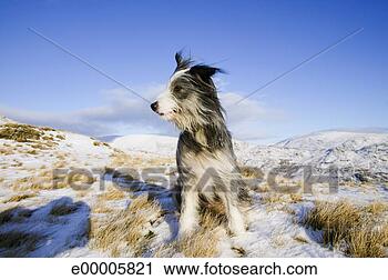 Arquivo de Fotografia - cão,  nevado, 
 campo. fotosearch 
- busca de fotos, 
imagens e clipart