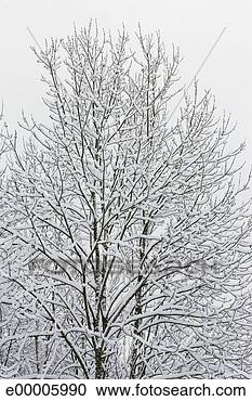 Stock Photography - tree in winter. 
fotosearch - search 
stock photos, 
pictures, images, 
and photo clipart