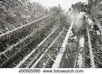 Stock Image - trees in winter. 
fotosearch - search 
stock photos, 
pictures, images, 
and photo clipart
