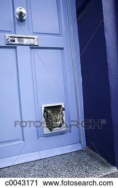 Arquivo de Fotografia - gato,  peeking, 
 através,  porta. 
fotosearch - busca 
de fotos, imagens 
e clipart