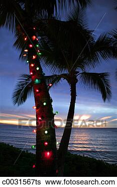 Banco de Imagem - natal,  luzes, 
 palma,  árvore. 
fotosearch - busca 
de fotos, imagens 
e clipart