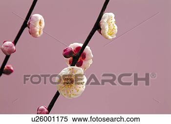 图片银行 - 日语, 梅花 u26001175 - 搜索照片、