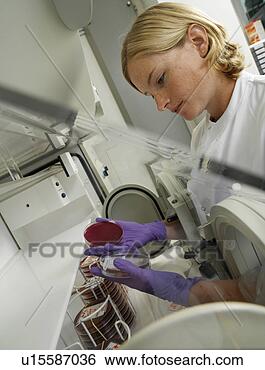 Stock Photo - culturing anaerobic 
bacteria. fotosearch 
- search stock 
photos, pictures, 
wall murals, images, 
and photo clipart