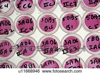 Stock Photo - labelled wells 
used for tissue 
cultures. fotosearch 
- search stock 
photos, pictures, 
wall murals, images, 
and photo clipart