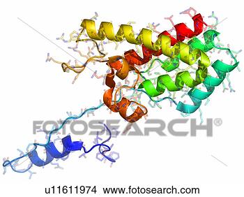 图片在线 - rous, 肉瘤, 病毒, capsid, 蛋白质 u11