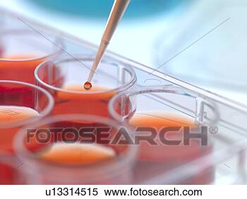 Stock Image - biological research 
pipetting cultures 
into a multiwell 
sample tray. fotosearch 
- search stock 
photos, pictures, 
wall murals, images, 
and photo clipart