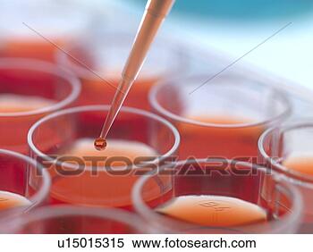 Stock Image - biological research 
pipetting cultures 
into a multiwell 
sample tray. fotosearch 
- search stock 
photos, pictures, 
wall murals, images, 
and photo clipart