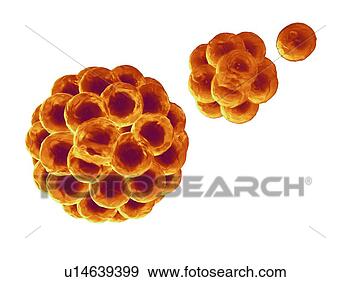 Stock Photograph - computer artwork 
depicting division 
of stem cells 
a stem cell is 
an. fotosearch 
- search stock 
photos, pictures, 
wall murals, images, 
and photo clipart