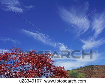 Picture - rowan tree in 
gunma prefecture, 
japan. fotosearch 
- search stock 
photos, pictures, 
images, and photo 
clipart
