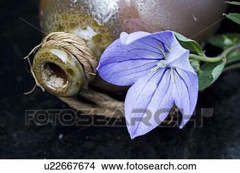 Banco de Imagem - bellflower. fotosearch 
- busca de fotos, 
imagens e clipart