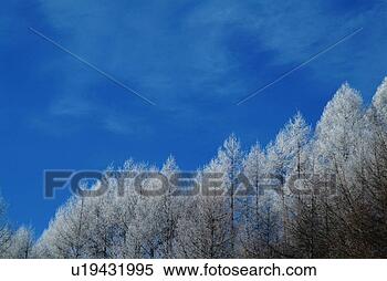 Stock Image - frosted trees 
under the blue 
sky in winter, 
 low angle view, 
 nagano. fotosearch 
- search stock 
photos, pictures, 
images, and photo 
clipart