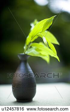 Stock Photo - disporum sessile. 
fotosearch - search 
stock photos, 
pictures, images, 
and photo clipart