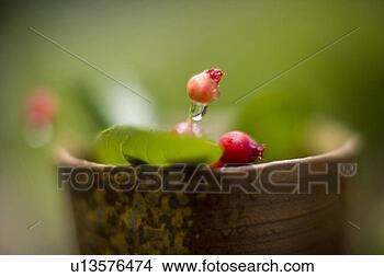Stock Photo - juneberry. fotosearch 
- search stock 
photos, pictures, 
images, and photo 
clipart