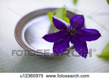 Stock Image - lilac clematis. 
fotosearch - search 
stock photos, 
pictures, images, 
and photo clipart