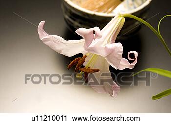Stock Photography - lilium japonicum. 
fotosearch - search 
stock photos, 
pictures, images, 
and photo clipart