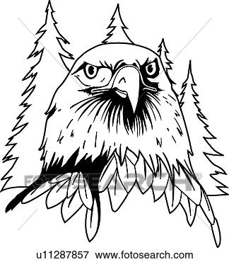 eagle face