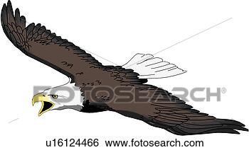 flying eagle drawing