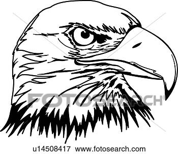 eagle head drawings