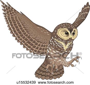 Clip Art - spotted owl. fotosearch 
- search clipart, 
illustration, 
drawings and vector 
eps graphics images
