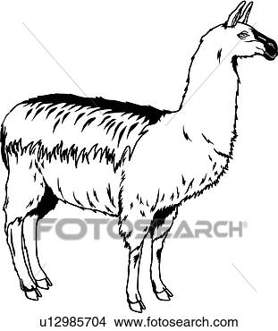 Clipart - llama. fotosearch 
- search clipart, 
illustration, 
drawings and vector 
eps graphics images