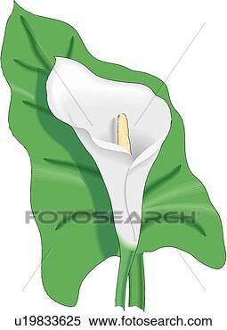 Clipart - calla lily. fotosearch 
- search clipart, 
illustration, 
drawings and vector 
eps graphics images