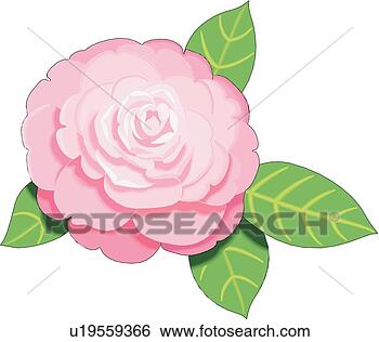 Clip Art - camelia. fotosearch 
- search clipart, 
illustration, 
drawings and vector 
eps graphics images