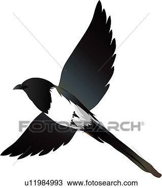Clipart - magpie, animal, 
birds, bird, vertebrate, 
wing. fotosearch 
- search clipart, 
illustration, 
drawings and vector 
eps graphics images