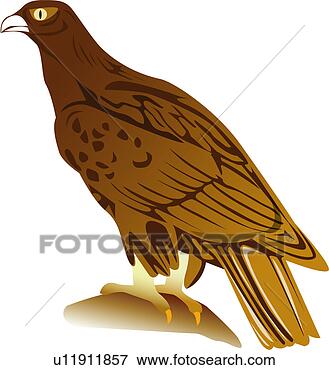 Clip Art - wild animal, eagle, 
birds, vertebrate, 
animal, bird. 
fotosearch - search 
clipart, illustration, 
drawings and vector 
eps graphics images