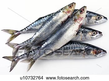 Stock Photo - fresh oily fish, 
sardines and mackerel 
/ cut out. fotosearch 
- search stock 
photos, pictures, 
images, and photo 
clipart