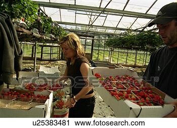 Arquivo de Fotografia - embalagem,  morangos. 
fotosearch - busca 
de fotos, imagens 
e clipart