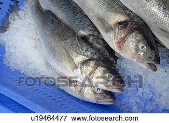 Picture - sea bass, wild 
line caught, borough 
market. fotosearch 
- search stock 
photos, pictures, 
images, and photo 
clipart